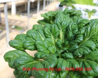 Cải Hoa Hồng Thủy Canh