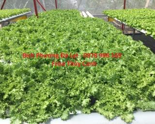 Frise Thủy Canh - Rau thủy canh Đà Lạt