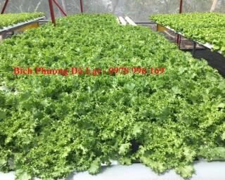 Xà Lách Mỹ Thủy Canh